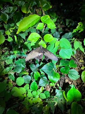 宮古島マリン SUGAR3（シュガースリー）に投稿された画像（2024/5/6）