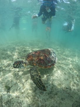 宮古島 ADVENTURE PiPi（ミヤコジマ アドベンチャー ピピ）に投稿された画像（2024/5/6）