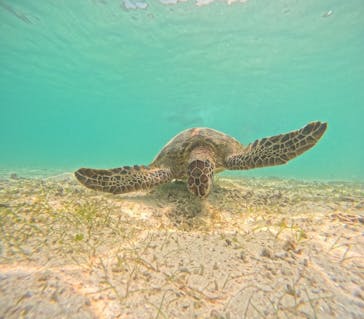 宮古島マリン SUGAR3（シュガースリー）に投稿された画像（2024/5/6）