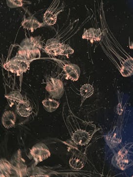 アクアワールド茨城県大洗水族館に投稿された画像（2024/5/6）