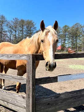 ノーザンホースパークに投稿された画像（2024/5/6）