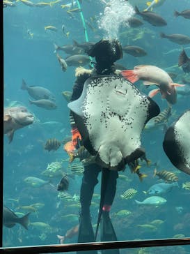 下田海中水族館に投稿された画像（2024/5/6）