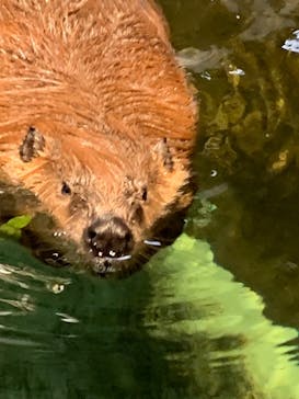 NIFREL（ニフレル）に投稿された画像（2024/5/6）