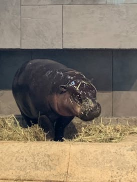 NIFREL（ニフレル）に投稿された画像（2024/5/6）