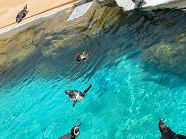 アクアワールド茨城県大洗水族館に投稿された画像（2024/5/6）