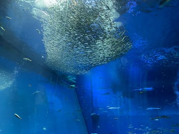アクアワールド茨城県大洗水族館に投稿された画像（2024/5/6）