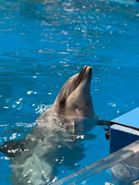 マクセル アクアパーク品川に投稿された画像（2024/5/6）