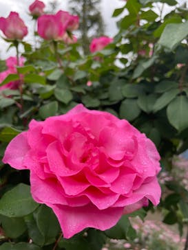 浜名湖花博2024に投稿された画像（2024/5/6）