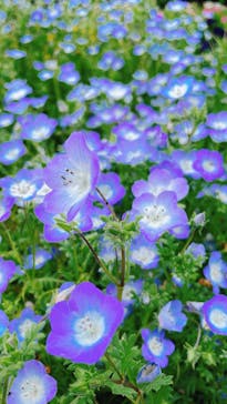 浜名湖花博2024に投稿された画像（2024/5/6）