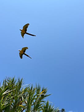 美らヤシパークオキナワ・東南植物楽園に投稿された画像（2024/5/6）