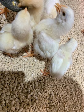 Moff animal cafe イオンモール新利府店に投稿された画像（2024/5/6）