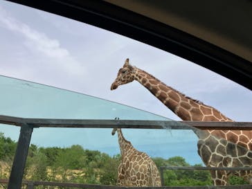 東北サファリパークに投稿された画像（2024/5/6）