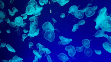 名古屋港水族館に投稿された画像（2024/5/6）