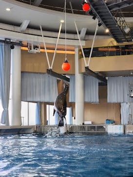 アクアワールド茨城県大洗水族館に投稿された画像（2024/5/6）