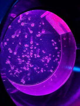 アクアワールド茨城県大洗水族館に投稿された画像（2024/5/6）