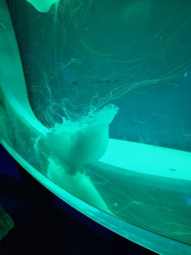 アクアワールド茨城県大洗水族館に投稿された画像（2024/5/6）