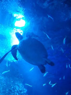 アクアワールド茨城県大洗水族館に投稿された画像（2024/5/6）