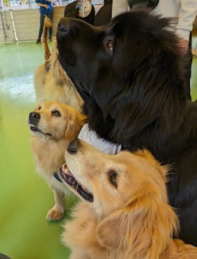 つくばわんわんランドに投稿された画像（2024/5/6）