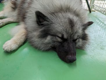 つくばわんわんランドに投稿された画像（2024/5/6）