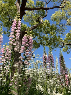 浜名湖花博2024に投稿された画像（2024/5/6）