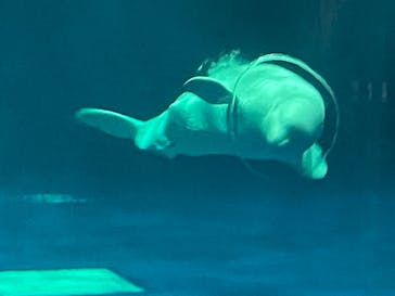 島根県立 しまね海洋館に投稿された画像（2024/5/6）