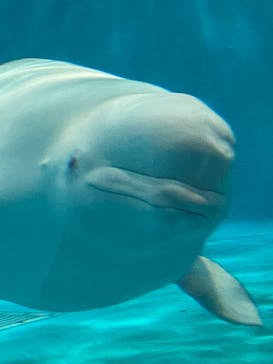 島根県立 しまね海洋館に投稿された画像（2024/5/6）