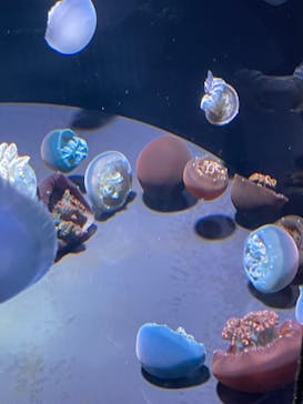 島根県立 しまね海洋館に投稿された画像（2024/5/6）