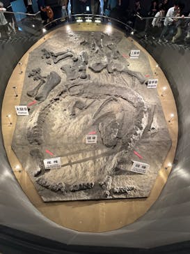 福井県立恐竜博物館に投稿された画像（2024/5/6）