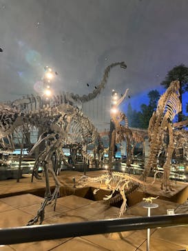 福井県立恐竜博物館に投稿された画像（2024/5/6）