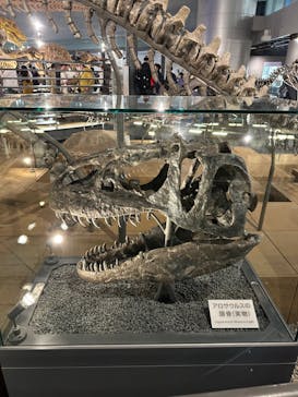 福井県立恐竜博物館に投稿された画像（2024/5/6）