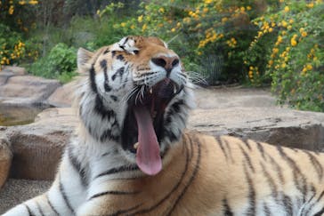 那須どうぶつ王国に投稿された画像（2024/5/6）