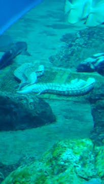 アクアワールド茨城県大洗水族館に投稿された画像（2024/5/6）