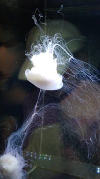 アクアワールド茨城県大洗水族館に投稿された画像（2024/5/6）