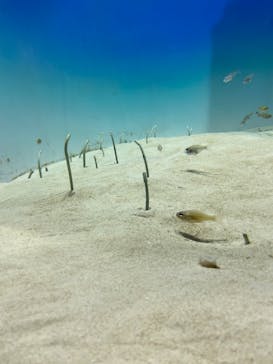 アクアワールド茨城県大洗水族館に投稿された画像（2024/5/6）