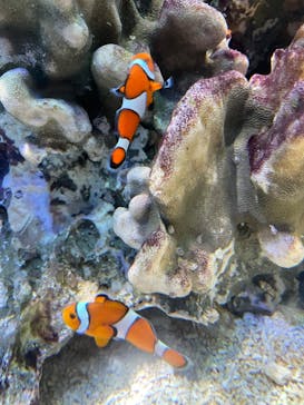 アクアワールド茨城県大洗水族館に投稿された画像（2024/5/6）