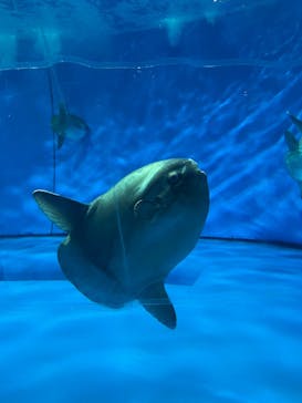 アクアワールド茨城県大洗水族館に投稿された画像（2024/5/6）