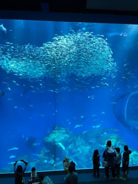 アクアワールド茨城県大洗水族館に投稿された画像（2024/5/6）