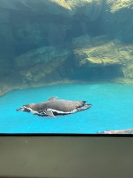アクアワールド茨城県大洗水族館に投稿された画像（2024/5/6）