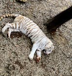 群馬サファリパークに投稿された画像（2024/5/6）