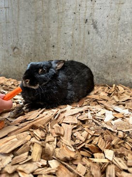 まかいの牧場に投稿された画像（2024/5/6）