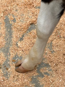 まかいの牧場に投稿された画像（2024/5/6）