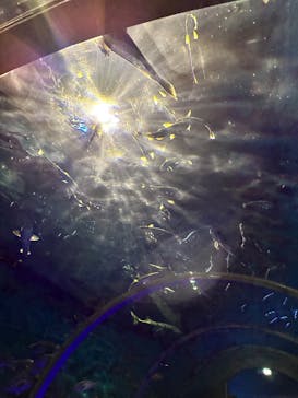 登別マリンパークニクスに投稿された画像（2024/5/6）