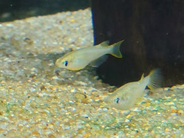 カワスイ 川崎⽔族館に投稿された画像（2024/5/6）