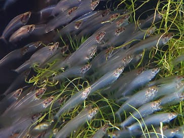 カワスイ 川崎⽔族館に投稿された画像（2024/5/6）