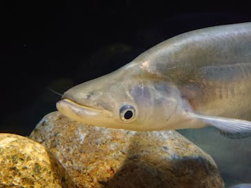 カワスイ 川崎⽔族館に投稿された画像（2024/5/6）