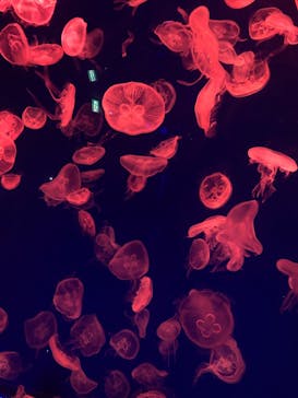 名古屋港水族館に投稿された画像（2024/5/6）