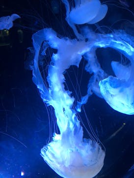 名古屋港水族館に投稿された画像（2024/5/6）