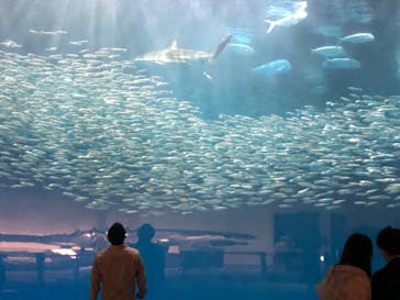 名古屋港水族館に投稿された画像（2024/5/6）