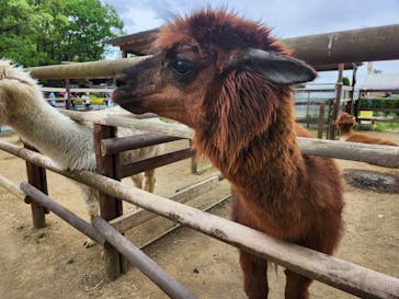 那須高原りんどう湖ファミリー牧場に投稿された画像（2024/5/6）