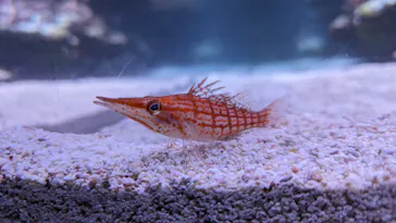 すみだ水族館に投稿された画像（2024/5/6）